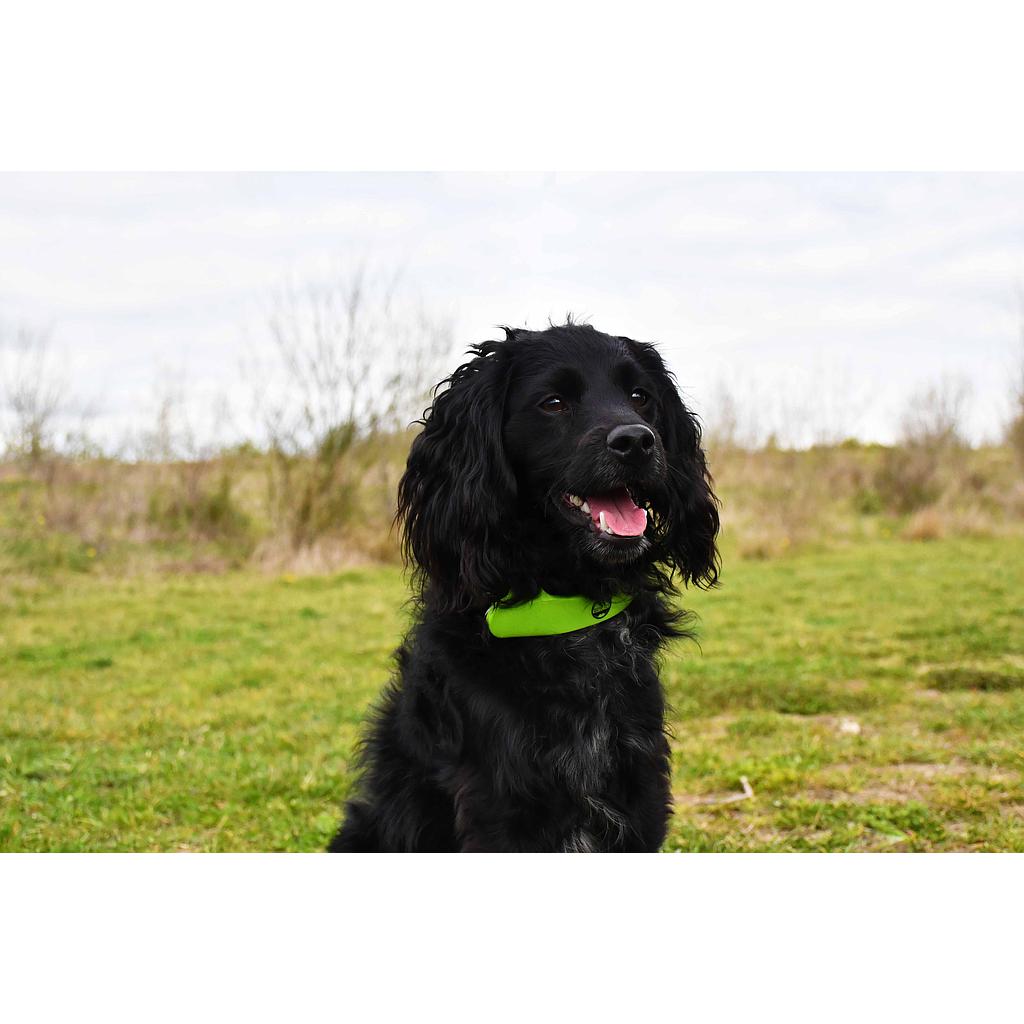 Peaks LED Dog Collar Light-DS